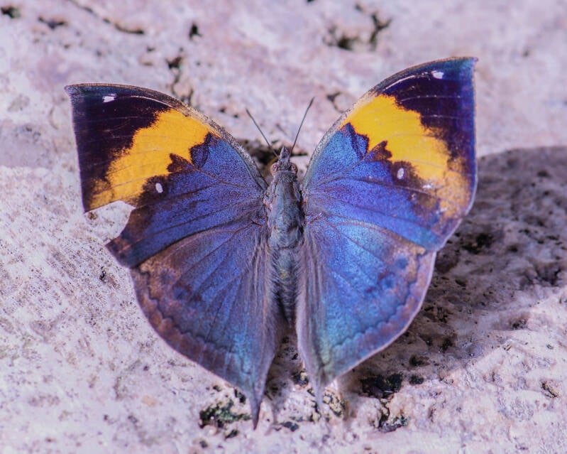 Indian Leafwing (2)