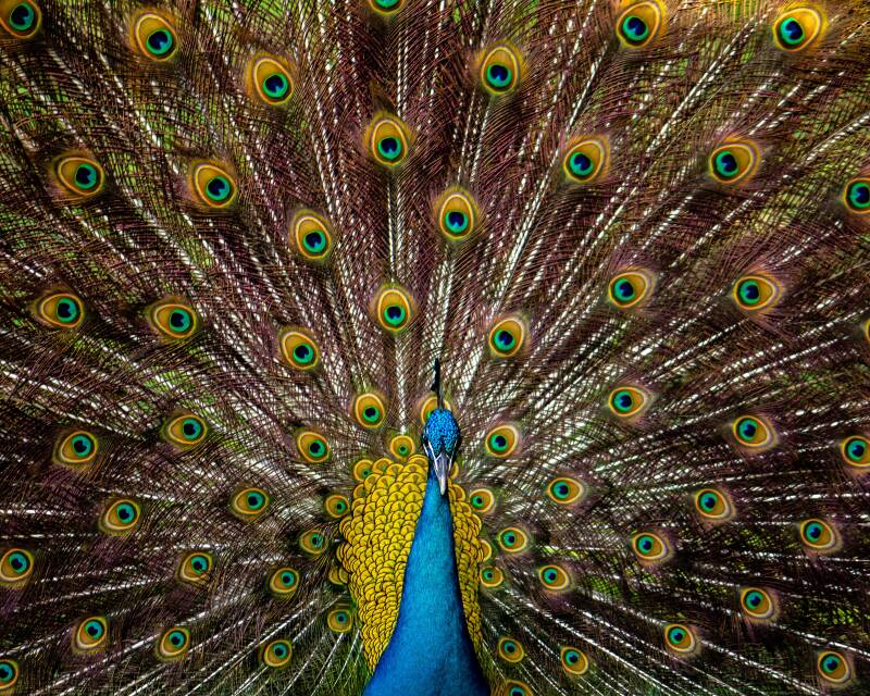 Indian Peafowl (1)