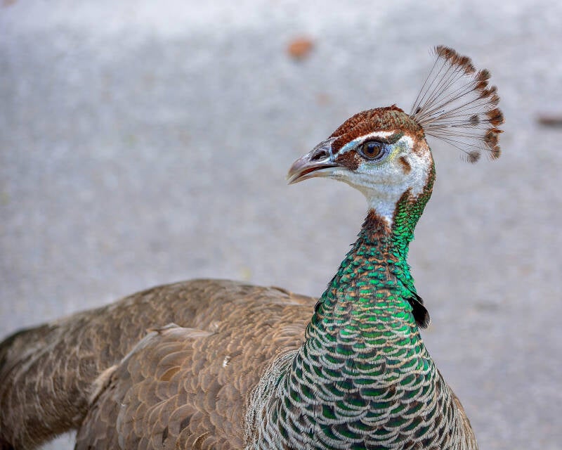 Indian Green Peafowl (3)