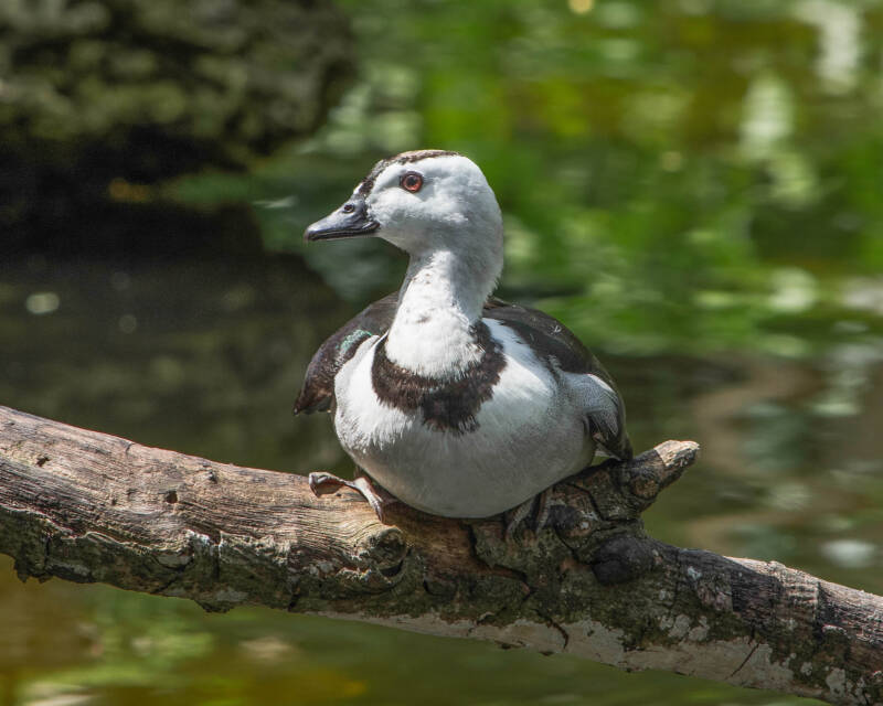 Indian Pygmy Goose (1)