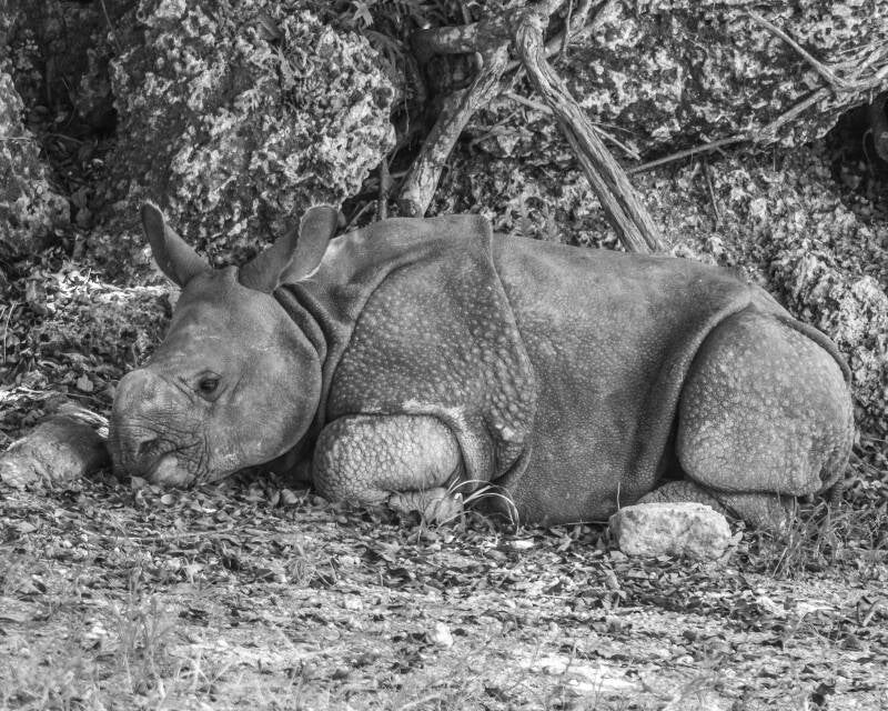 Indian Rhino (2)