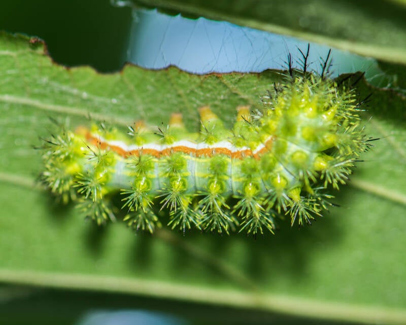 Io Moth (3)