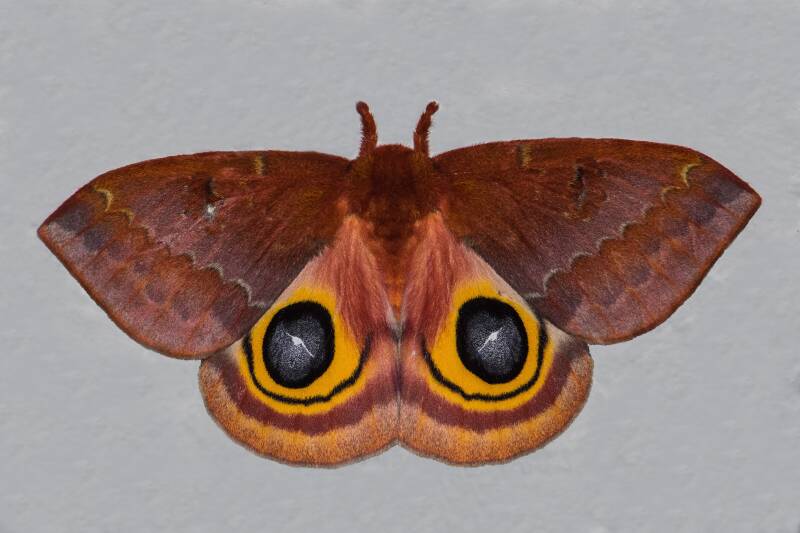 Io Moth (1)