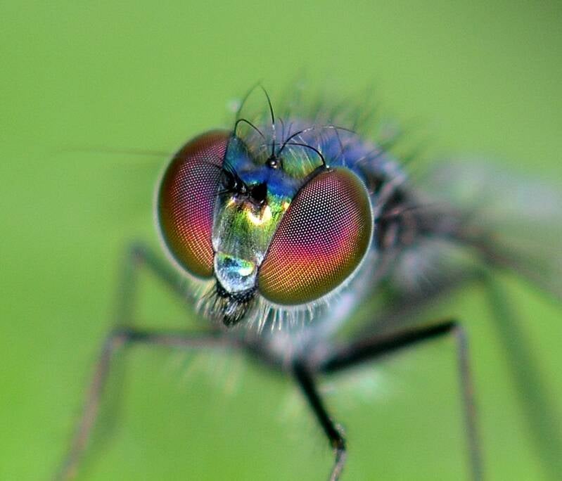 Iridescent Long-Legged Fly (9)