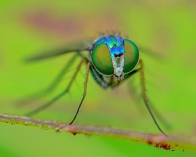 Iridescent Long-Legged Fly (1)