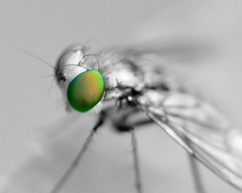 Iridescent Long-Legged Fly (2)