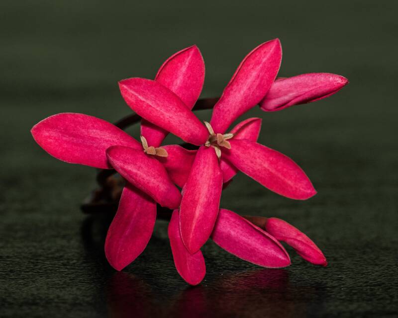 Ixora  (1)