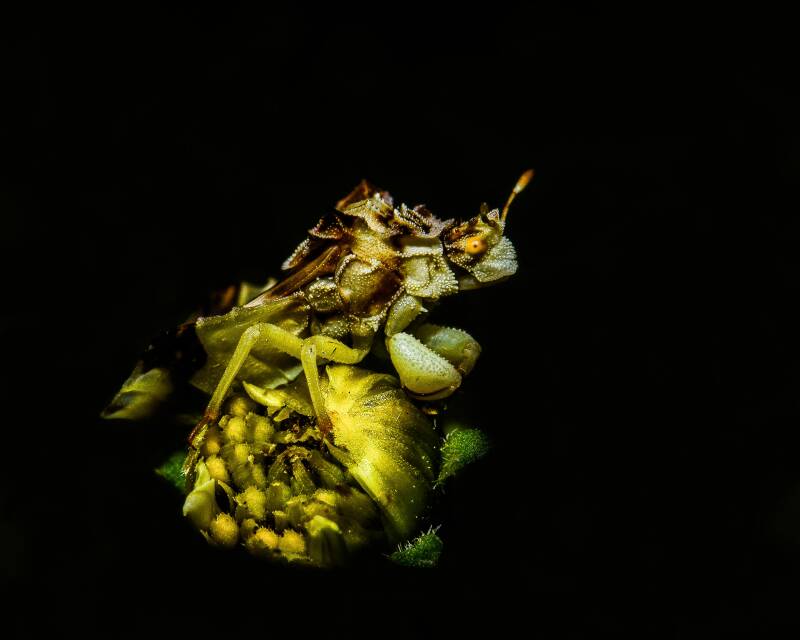 Jagged Ambush Bug (1)