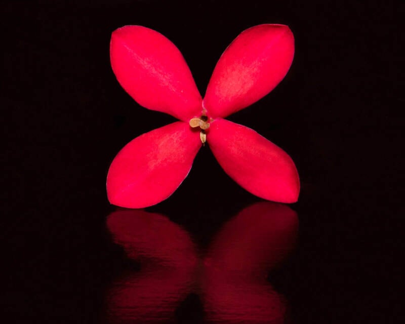 Ixora (2)