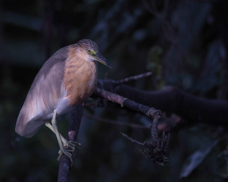 Javan Pond Heron (1)