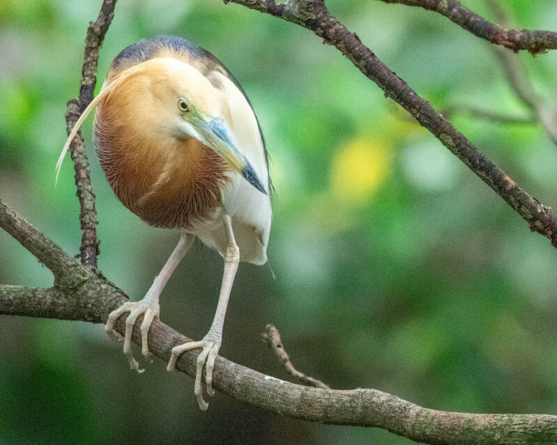 Javan Pond Heron (3)