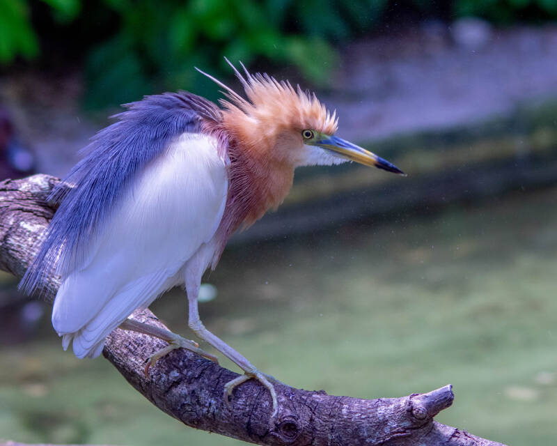 Javan Pond Heron (2)