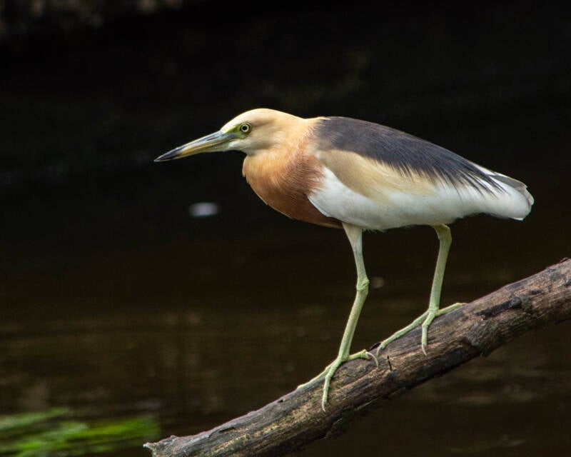 Javan Pond Heron (5)