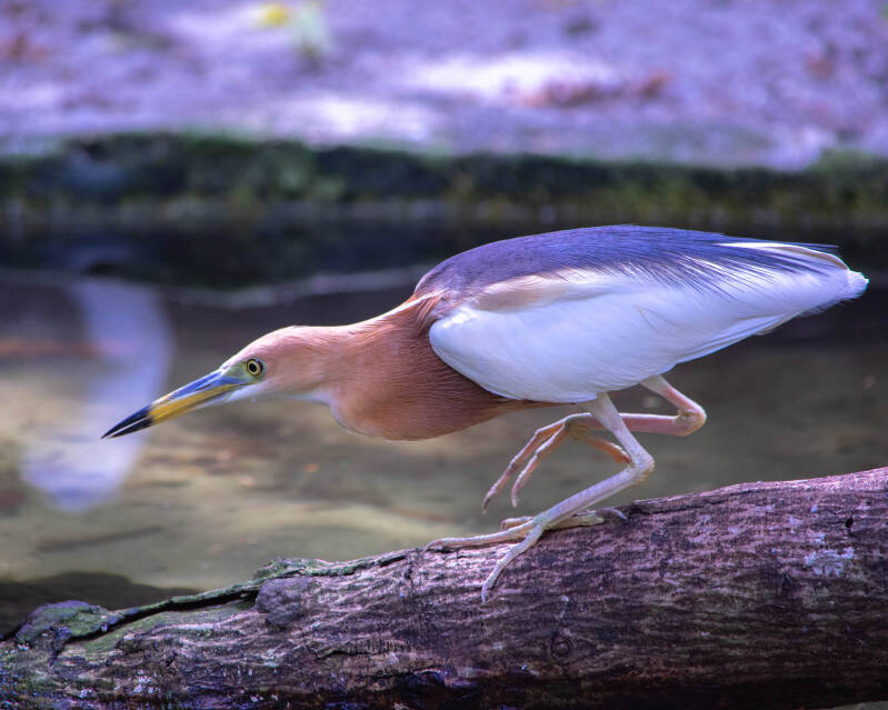 Javan Pond Heron (4)