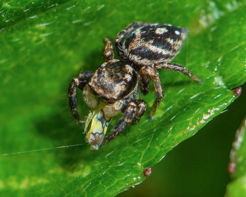 Habronattus brunneus Jumping Spider (1)