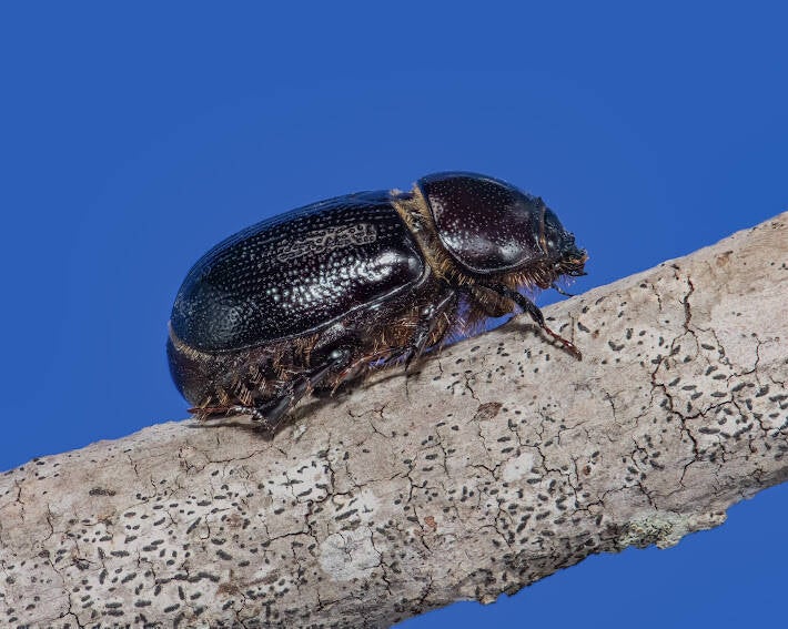 June Bug (2)