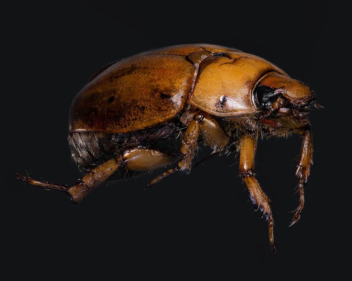 June Bug (1)
