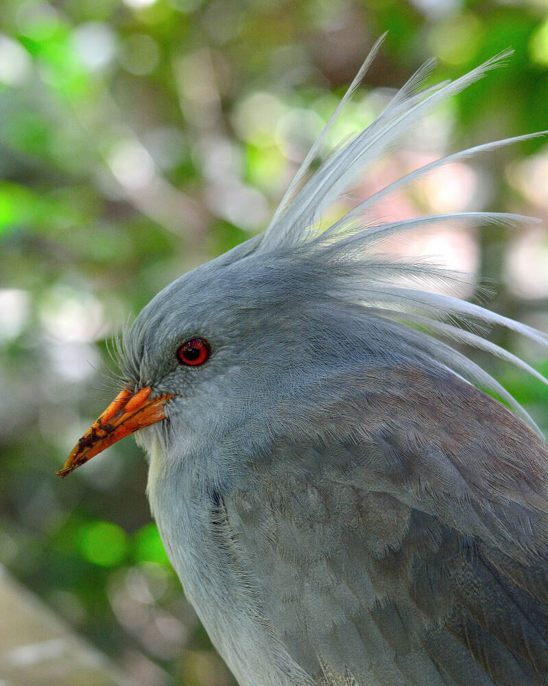 Kagu (1)