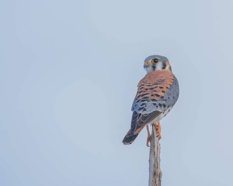American Kestrel (1)
