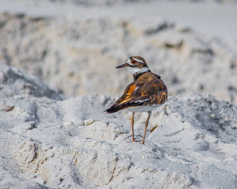 Killdeer (1)