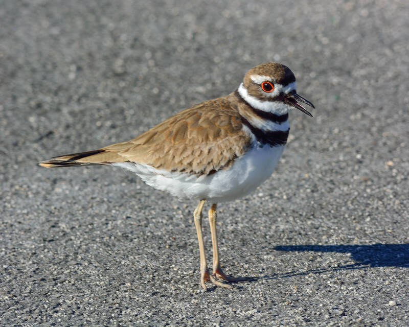 Killdeer (2)