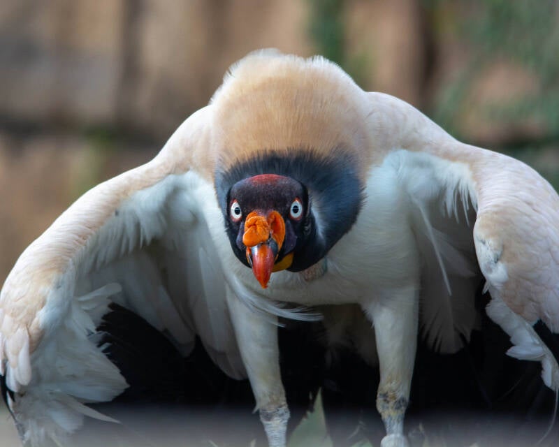 King Vulture (3)