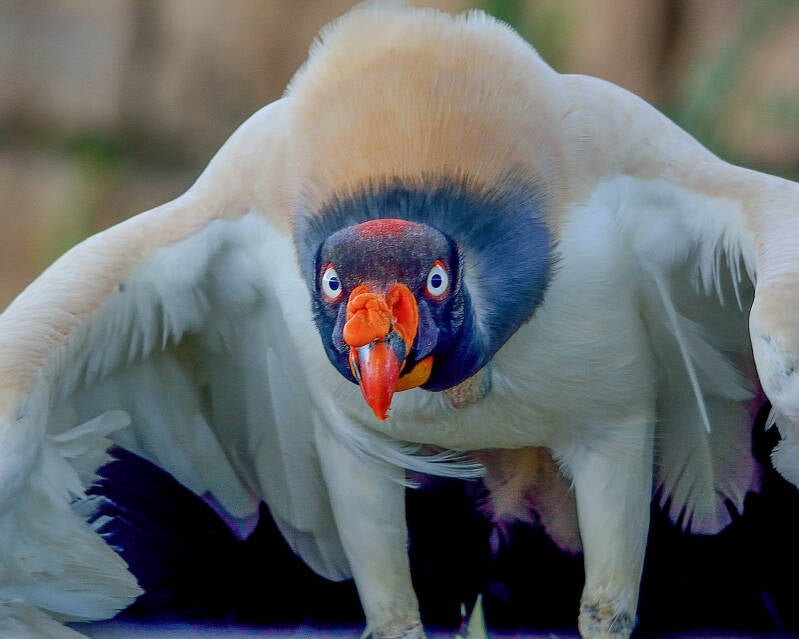 King Vulture (2)