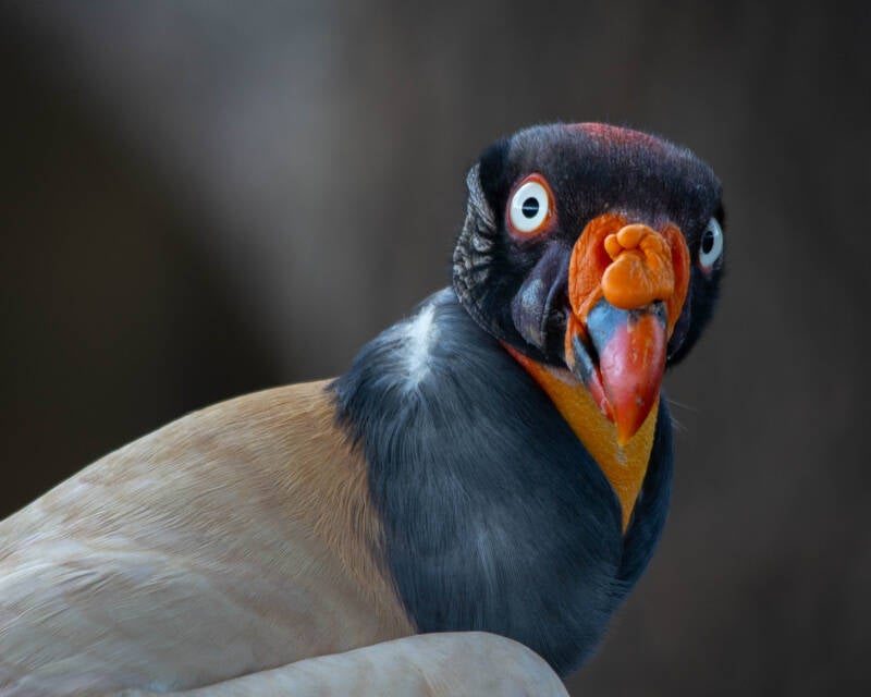 King Vulture (4)