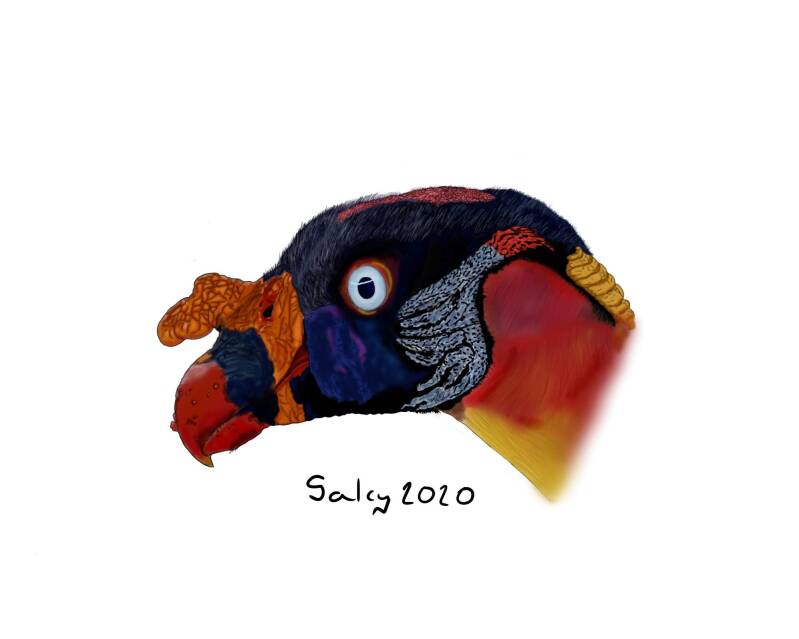 King Vulture