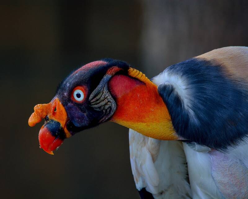 King Vulture (1)