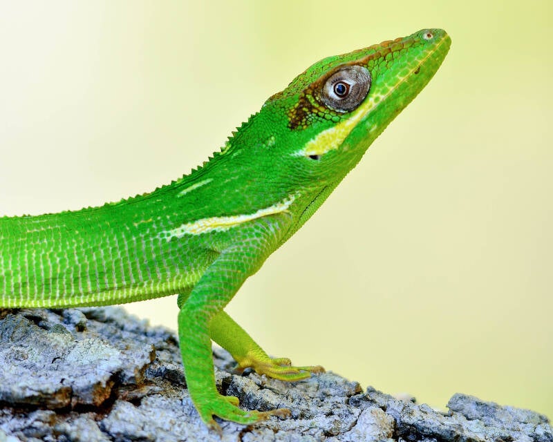 Cuban Knight's Anole (2)