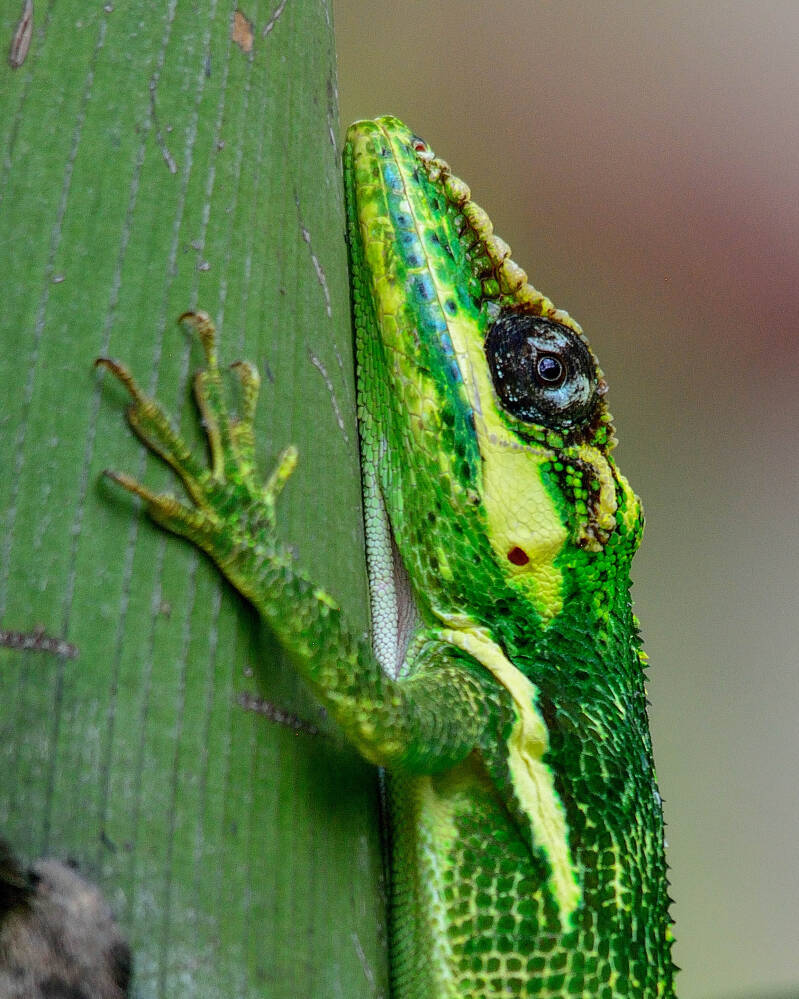 Cuban Knight's Anole (1)
