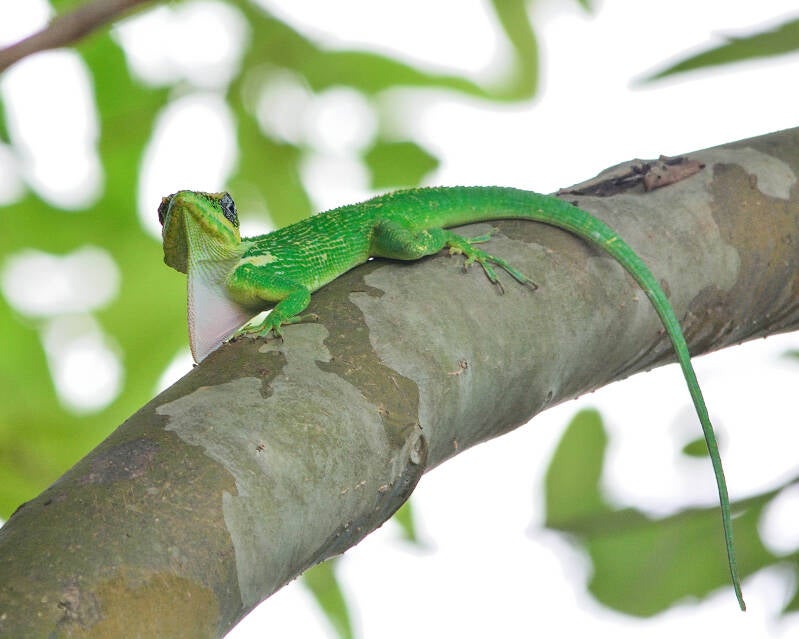 Cuban Knight's Anole (3)