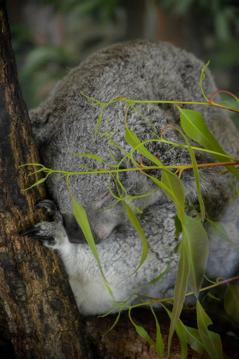 Koala (1)