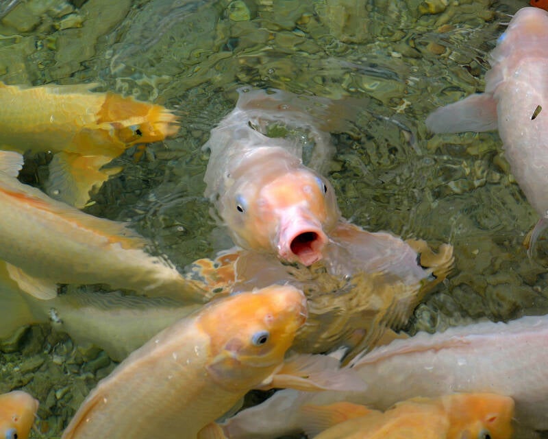Koi (1)