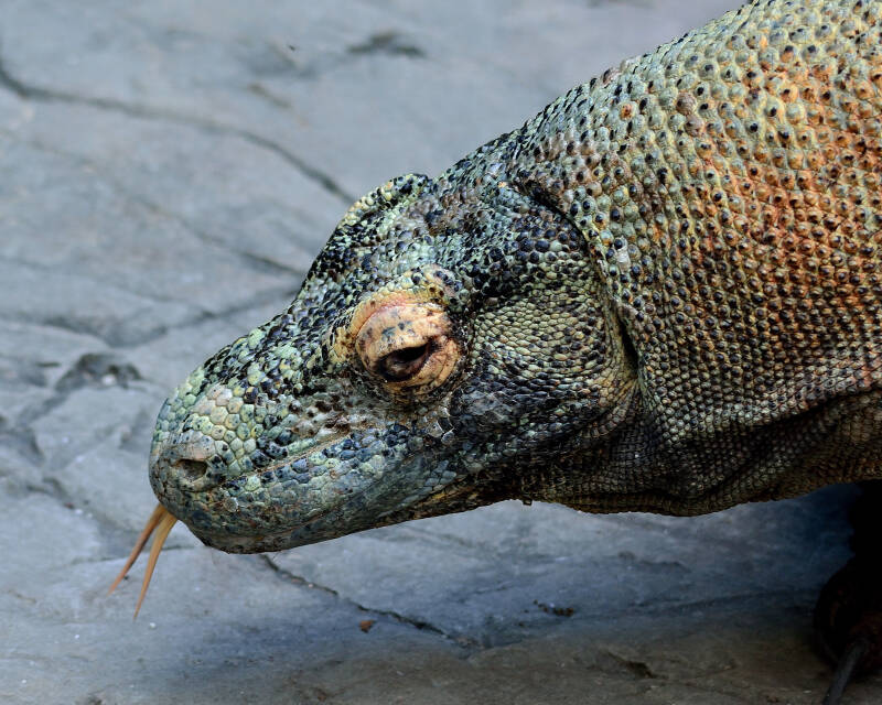 Komodo Dragon (2)