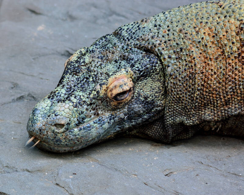 Komodo Dragon (1)