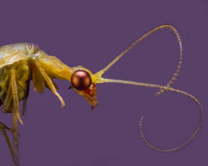 Green Lacewing (1)