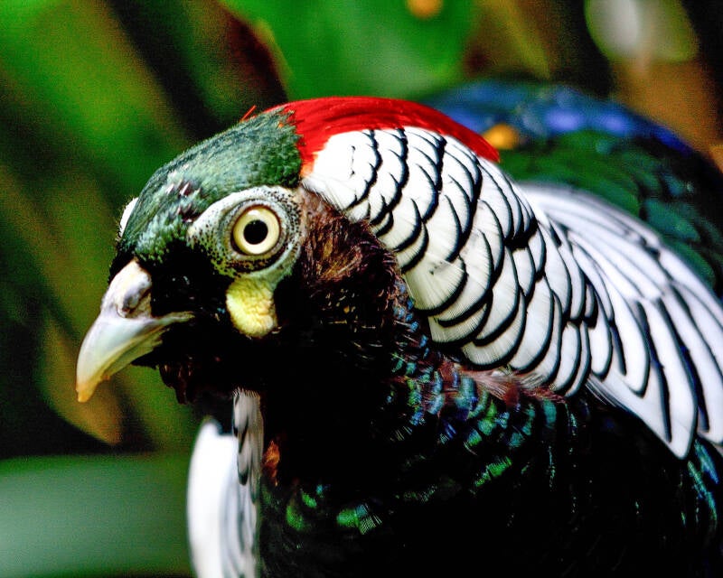Lady Armhert's Pheasant (1)