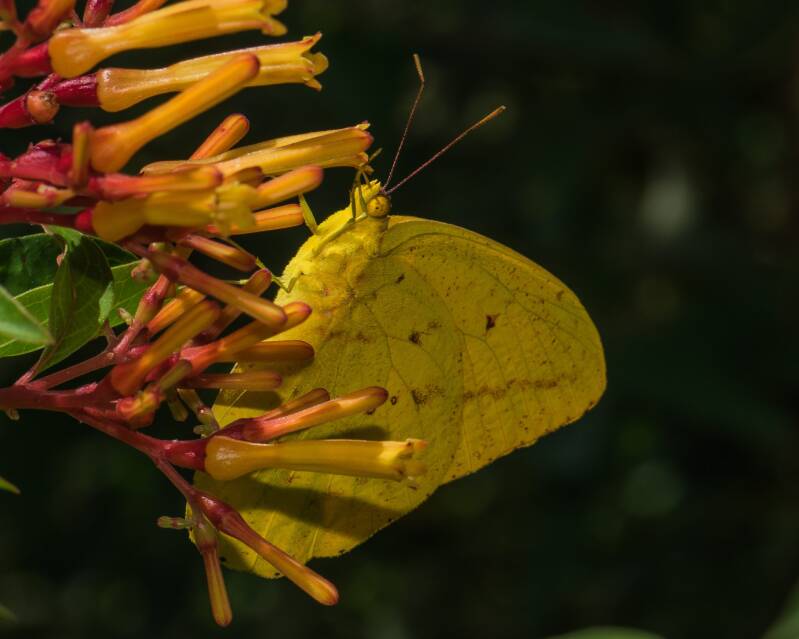 Large Orange Sulphur (1)