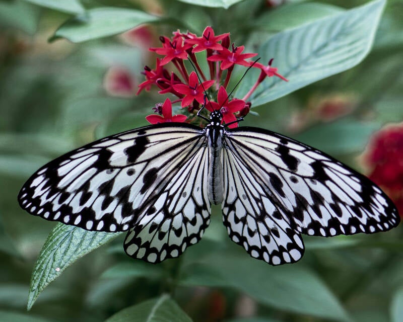 Large Tree Nymph (1)