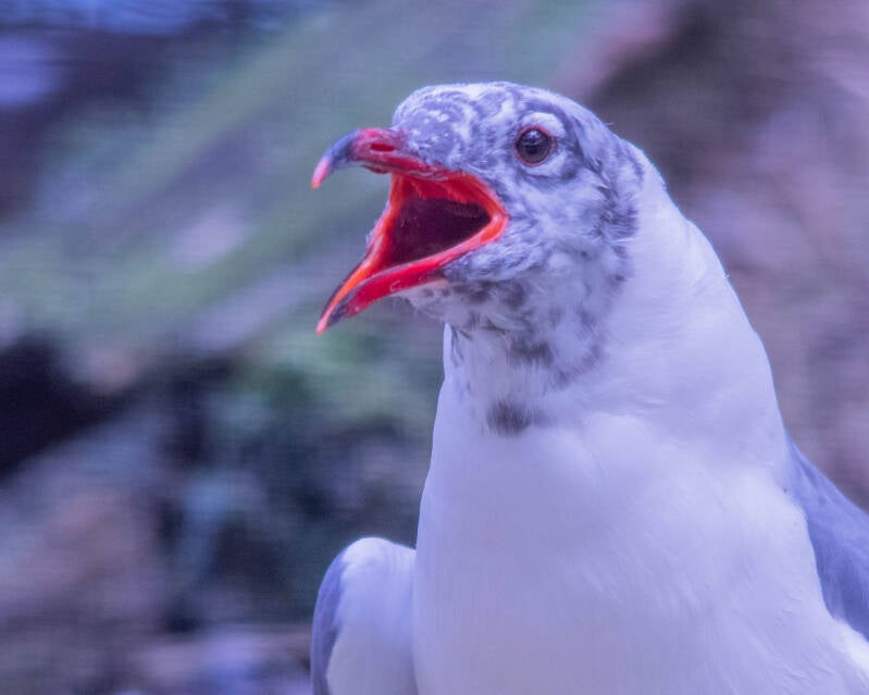 Laughing Gull (5)