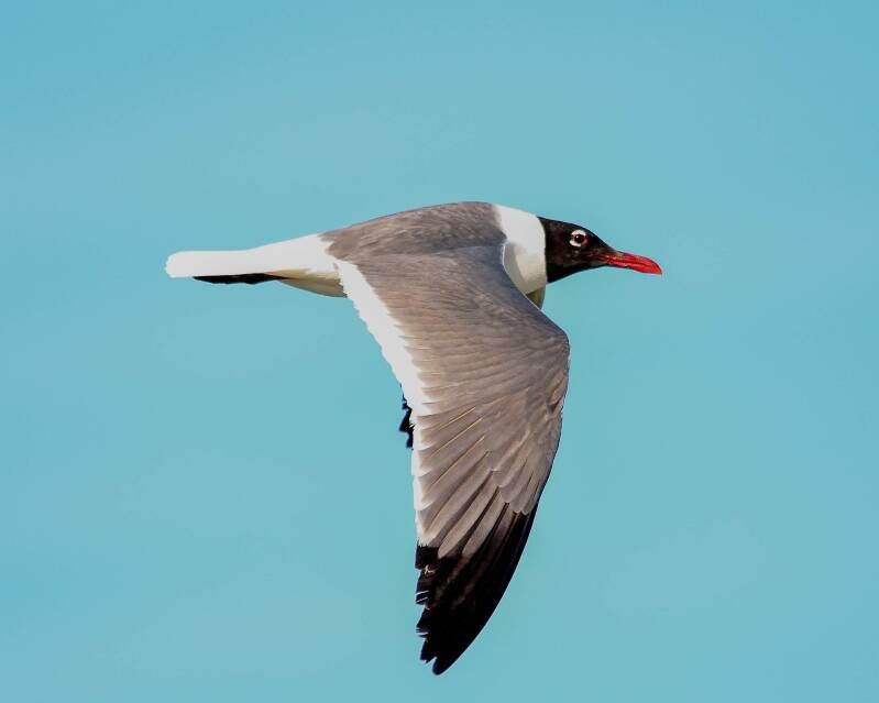 Laughing Gull (1)