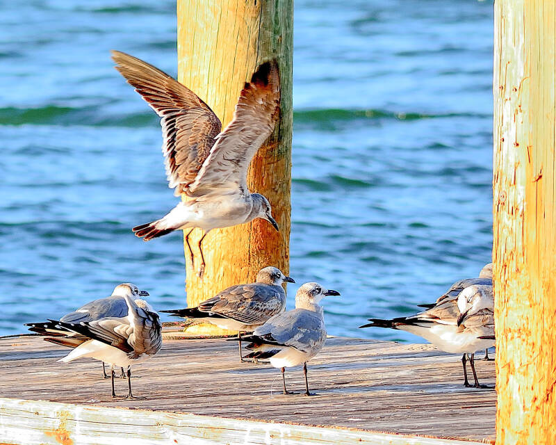 Laughing Gull (4)