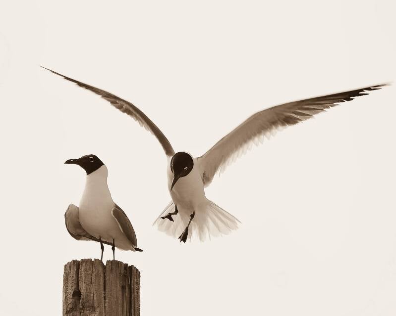 Laughing Gull (2)