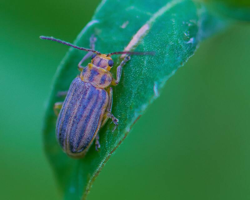 Leaf Skeletonizing Beetle (1)