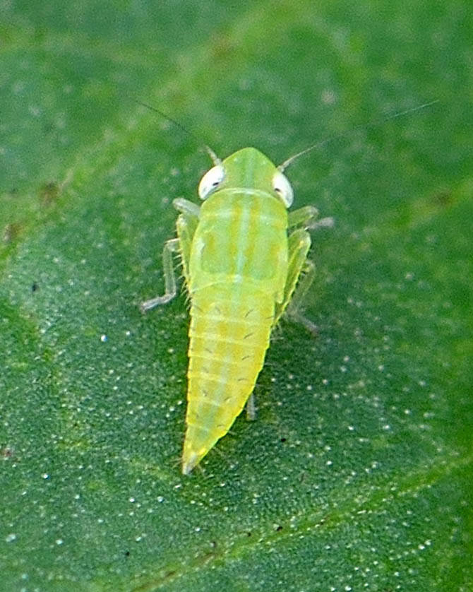 Common Green Leafhopper (3)