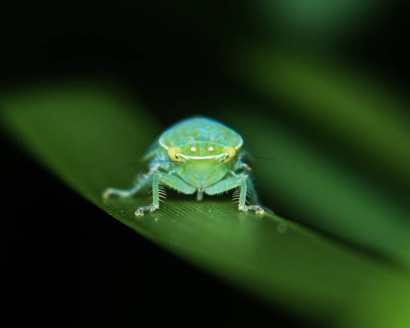 Gyponana germari Leafhopper (1)