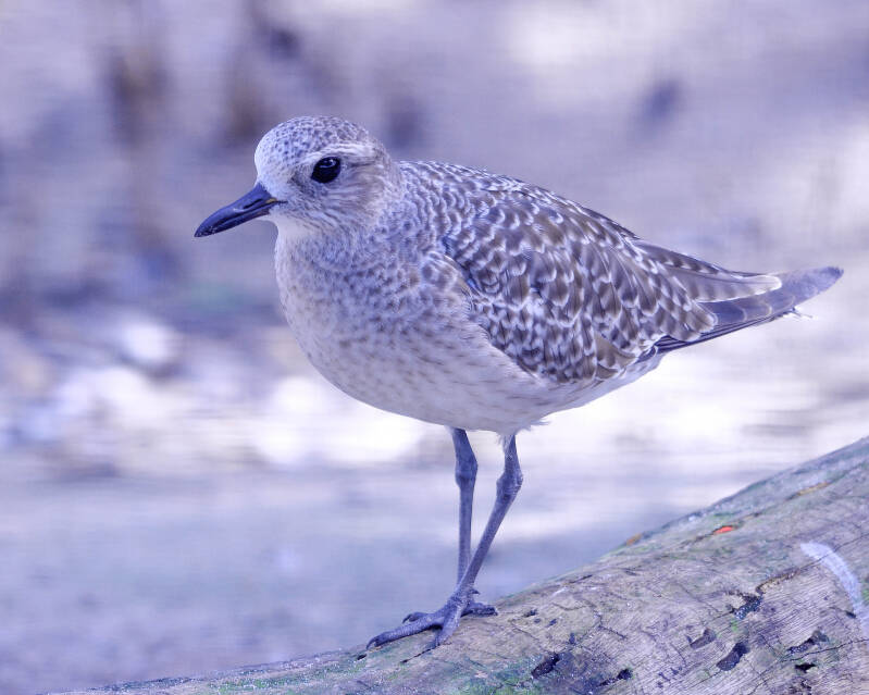 Black-Bellied Plover (1)