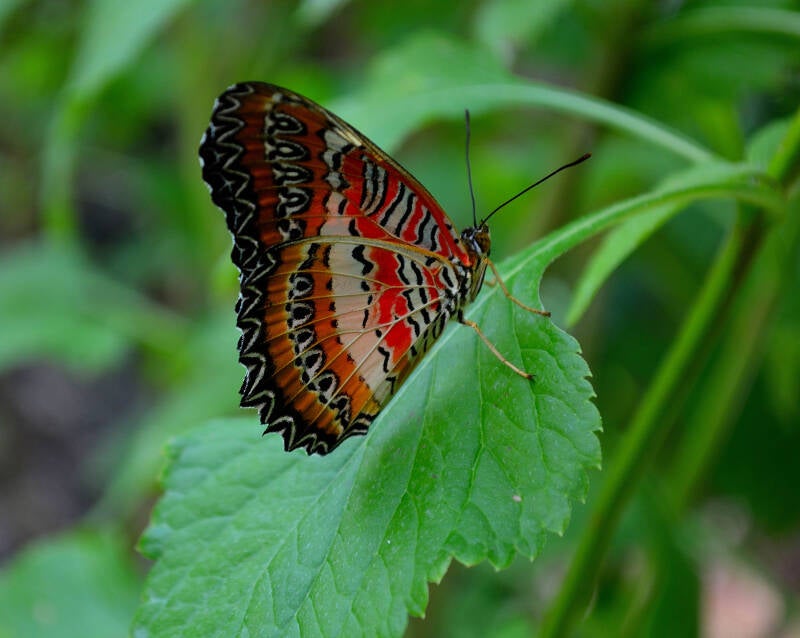 Leopard Lacewing (1)